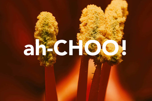 ah-Choo!