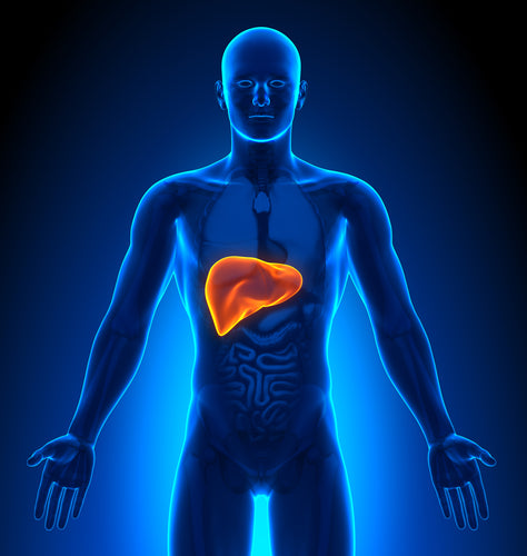 Is Your Diet Damaging Your Liver?