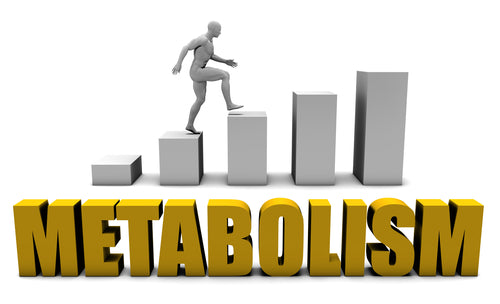Increase Your Metabolism  or Business Process as Concept