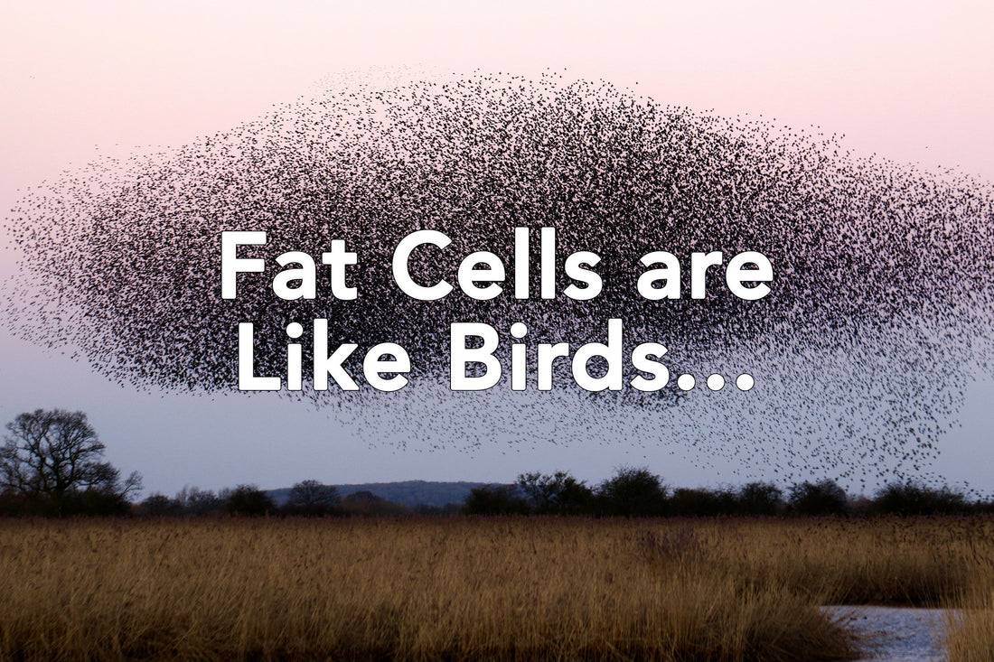 Fat Cells are Like Birds...
