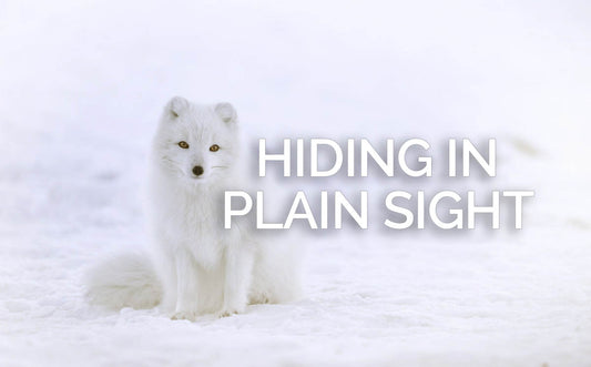Hiding in Plain Sight