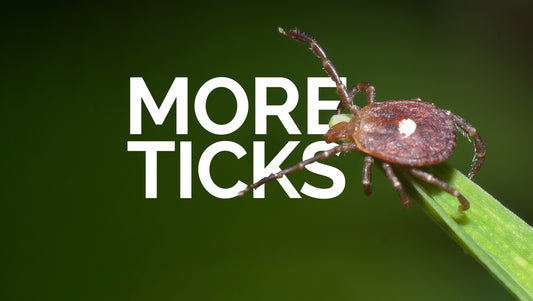 More Ticks