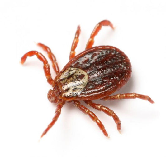 Ticks Carrying a New, Deadly Disease