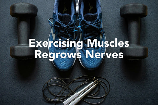 Exercising Muscles Regrows Nerves