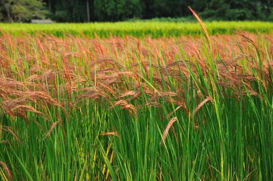 Red Yeast Rice Effectively Lowers Cholesterol in Kids